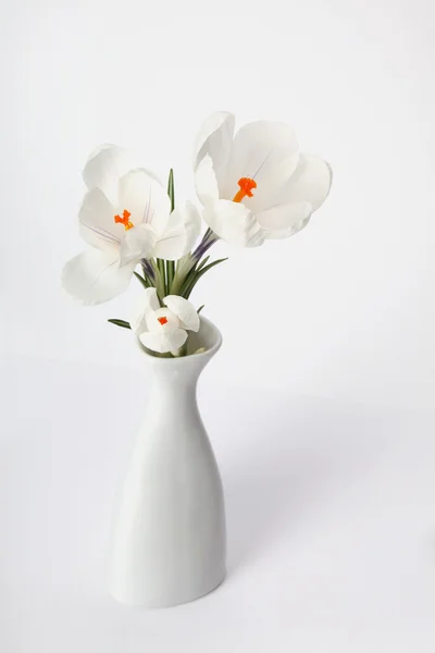 Λευκό λουλούδι κρόκος — Φωτογραφία Αρχείου