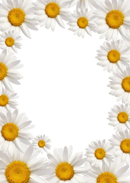 Kamille bloem frame — Stockfoto