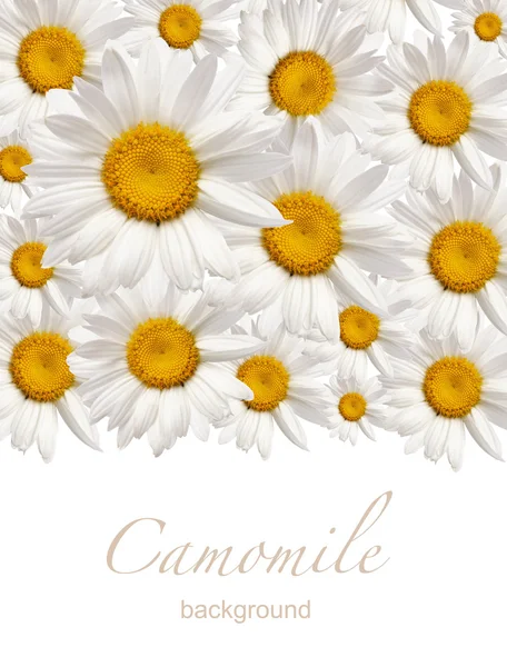 Chamomile flower — Stock Photo, Image
