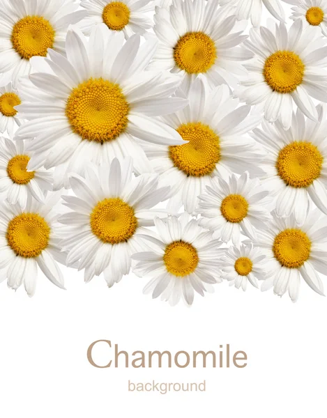 Chamomile background — Stock Photo, Image