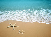 tengeri csillag a strandon homok