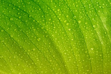 Green leaf with water drops clipart