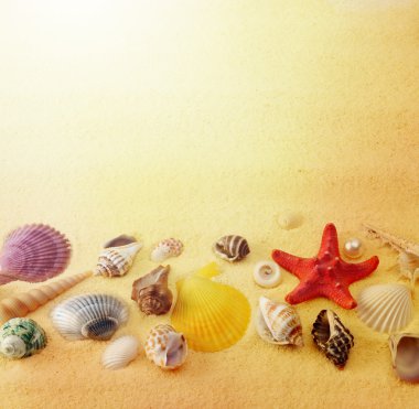 Sea shells on sand background clipart