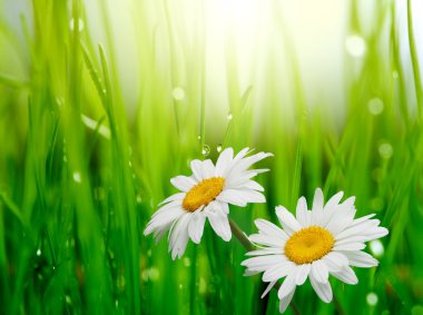 Chamomile flower in grass