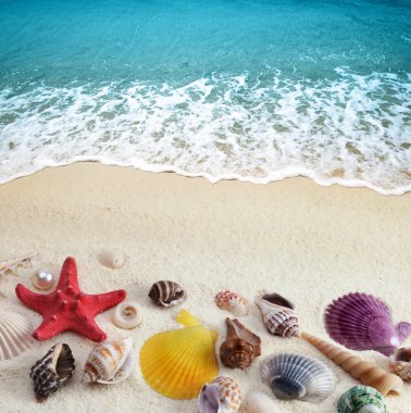 Sea shells on sand beach clipart