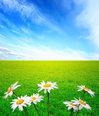 Chamomile flower in grass