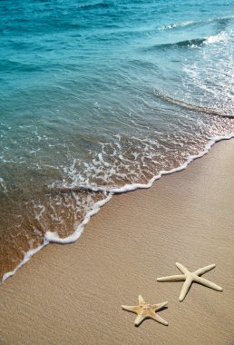 Starfish on a beach sand clipart