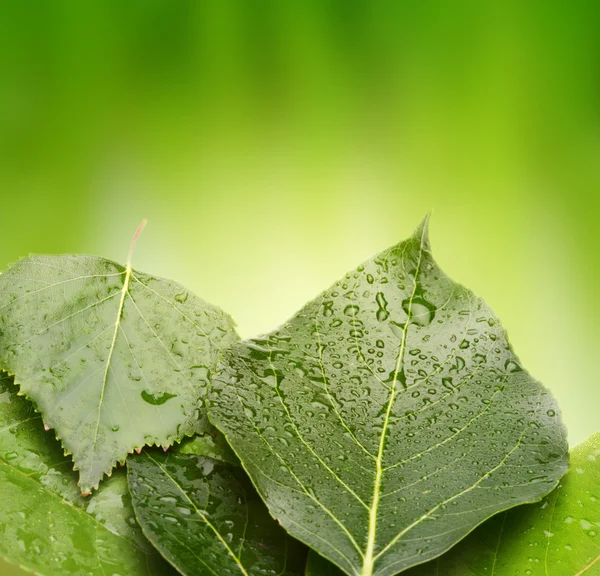 Groen blad met waterdruppels — Stockfoto