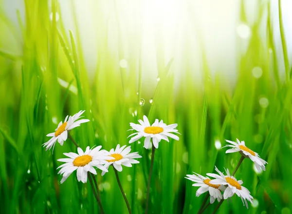 Ромашковый цветок в траве — стоковое фото