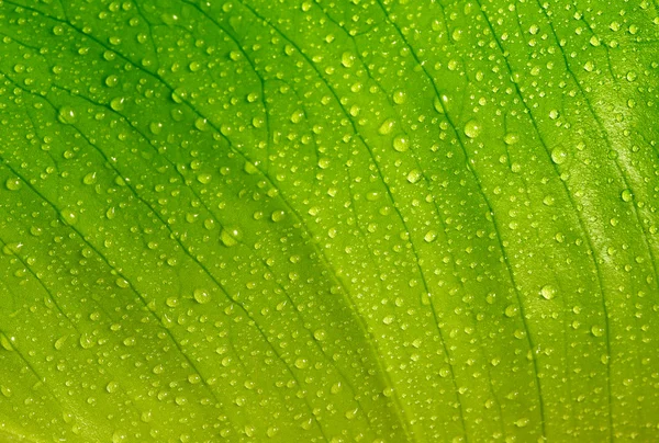stock image Green leaf with water drops
