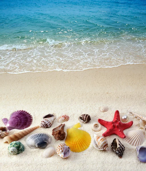 Conchas do mar na praia de areia — Fotografia de Stock
