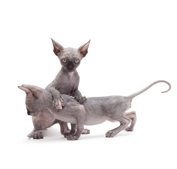 stock image Two sphinx kitten