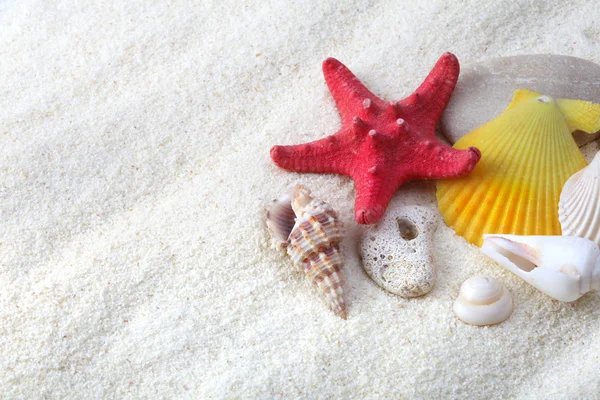 Conchas de mar sobre arena —  Fotos de Stock
