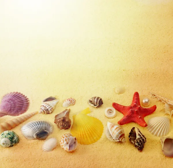 Conchas marinas sobre fondo de arena — Foto de Stock