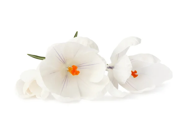 Witte bloem op wit — Stockfoto