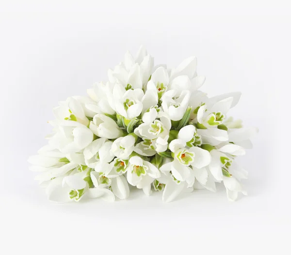 Witte sneeuwklokjes bloemen — Stockfoto