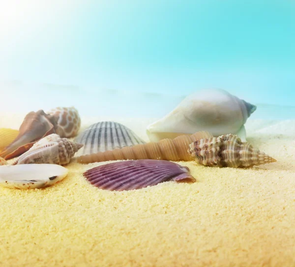 Conchas de mar sobre arena — Foto de Stock
