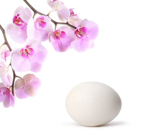 Egg with flower — Stock Photo, Image