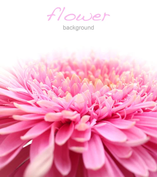 Virág közelkép — Stock Fotó