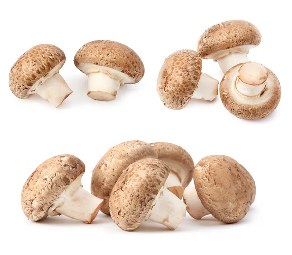 Champignon mushroom — Stock Photo, Image