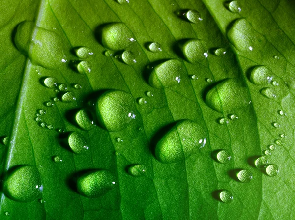 Zöld levél vízcseppekkel — Stock Fotó