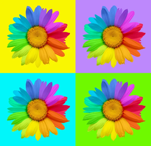 Multi-colored chamomile — Stock Photo, Image
