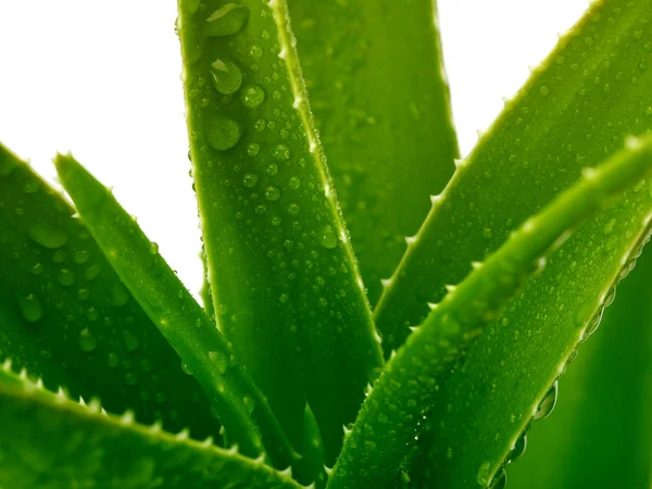 Aloe with water drops — Stock Photo, Image