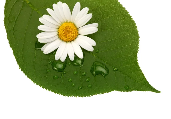 Grünes Blatt mit Wassertropfen mit Blume — Stockfoto