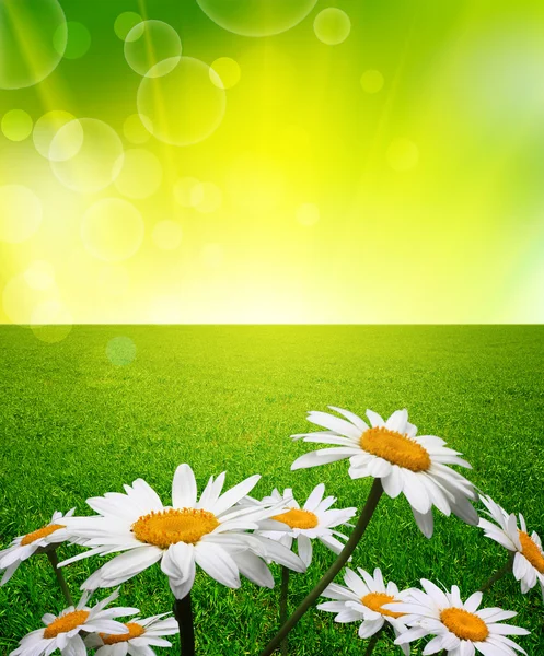 Chamomile flower in grass — Stok fotoğraf