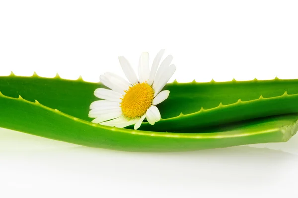 Aloe Vera mit Blume — Stockfoto