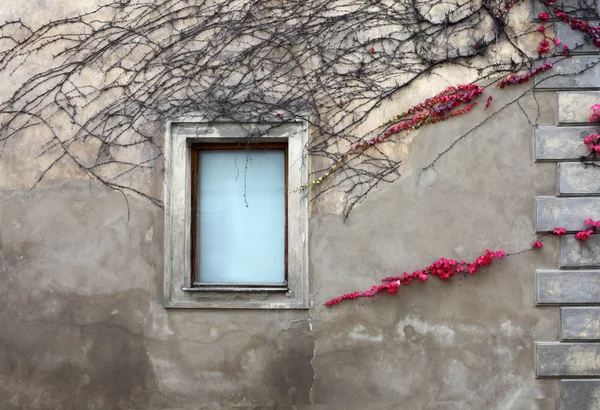 Fenster und Wand — Stockfoto