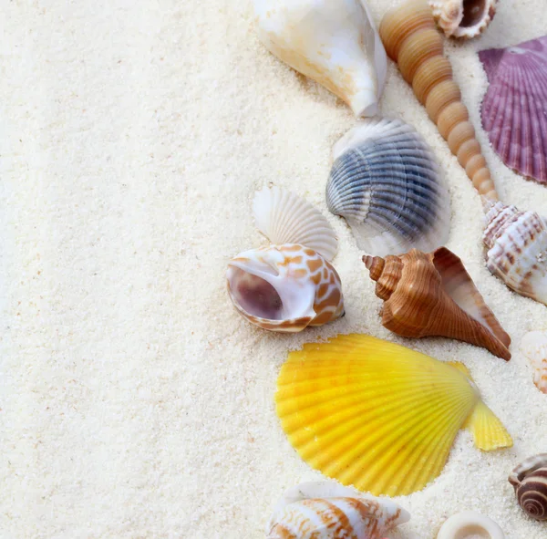Muscheln auf Sand — Stockfoto