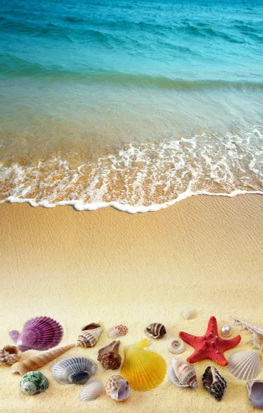 Conchas de mar en la playa de arena —  Fotos de Stock