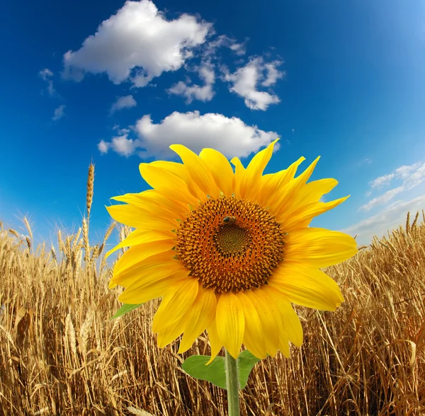 Floarea soarelui — Fotografie, imagine de stoc