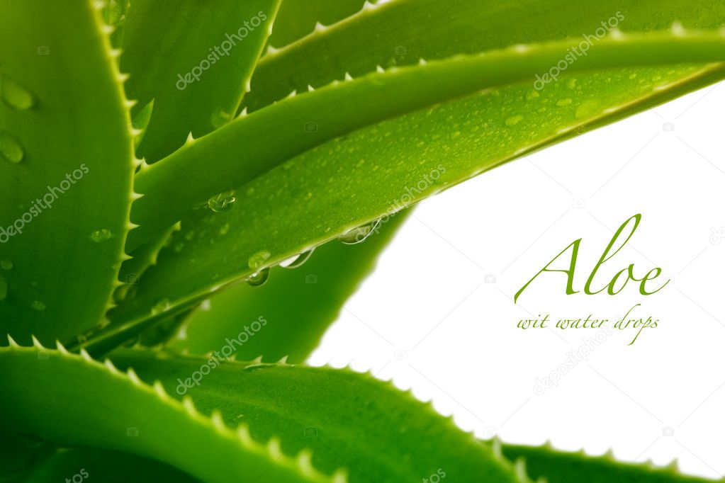 Aloe vera Stock Photo by ©Tihon6 6194170