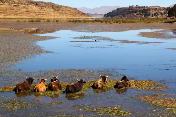 Six cows in water — Stock Photo, Image