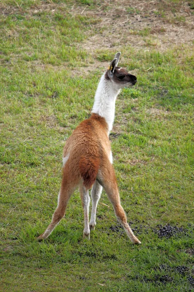 Llama in a delicate position — Stock Photo, Image