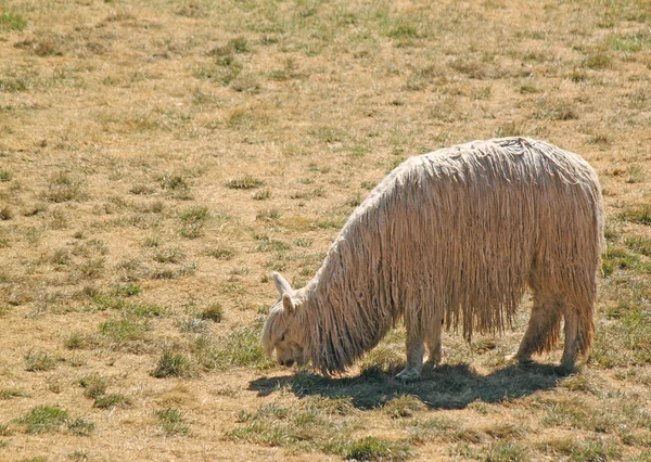Single llama alpaca — Stock Photo, Image