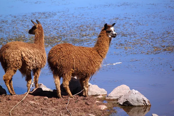 Two llamas near water — Stock Photo, Image