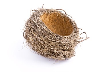 Bird's nest, clipart