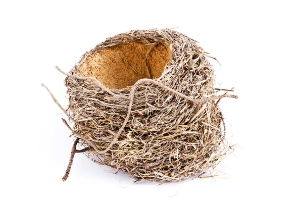 Птичье гнездо — стоковое фото