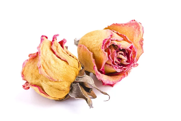 stock image Wilted rose