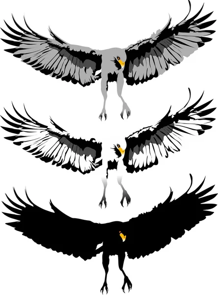 Aigle volant — Image vectorielle