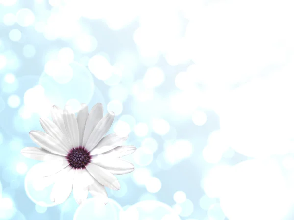 Mavi abrstract arka plan ile çiçek — Stok fotoğraf