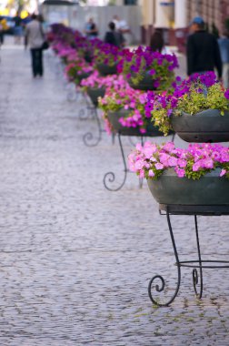 parke taşı ve çiçeklerle eski şehrin ana caddesi