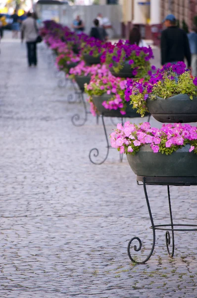 Strada principale nel centro storico con ciottoli e fiori — Foto Stock