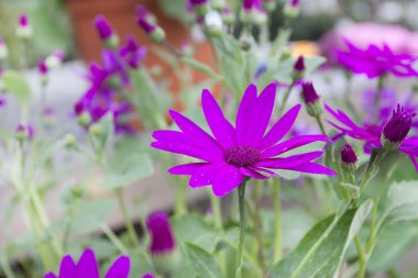 Bahar senetti çiçek çiçeklenme