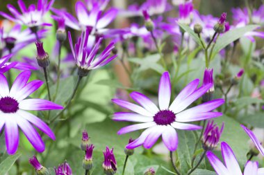 Bahar senetti çiçek çiçeklenme