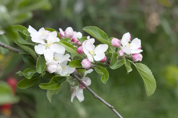 stock image Apple blossom