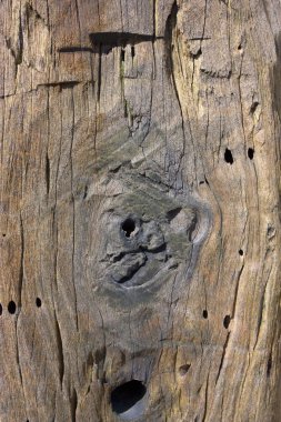 Driftwood close up clipart